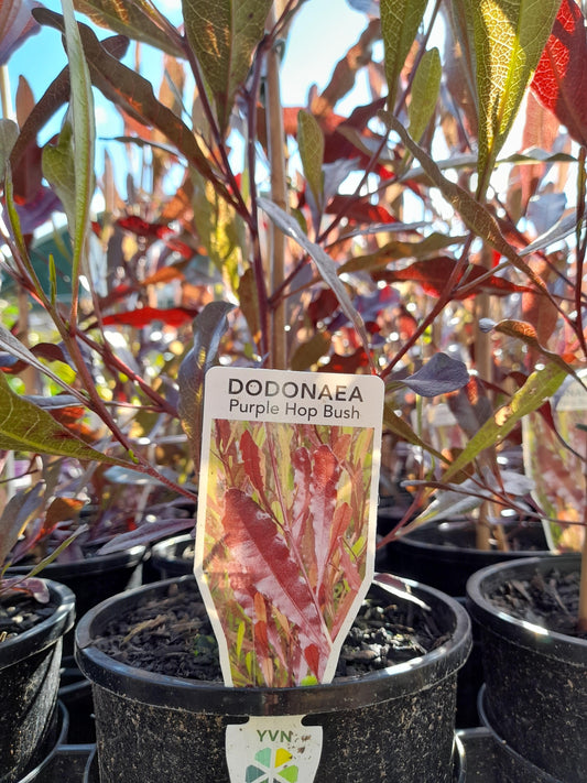 Dodonaea viscosa 'Purpurea' 'Purple Hop Bush' 20cm