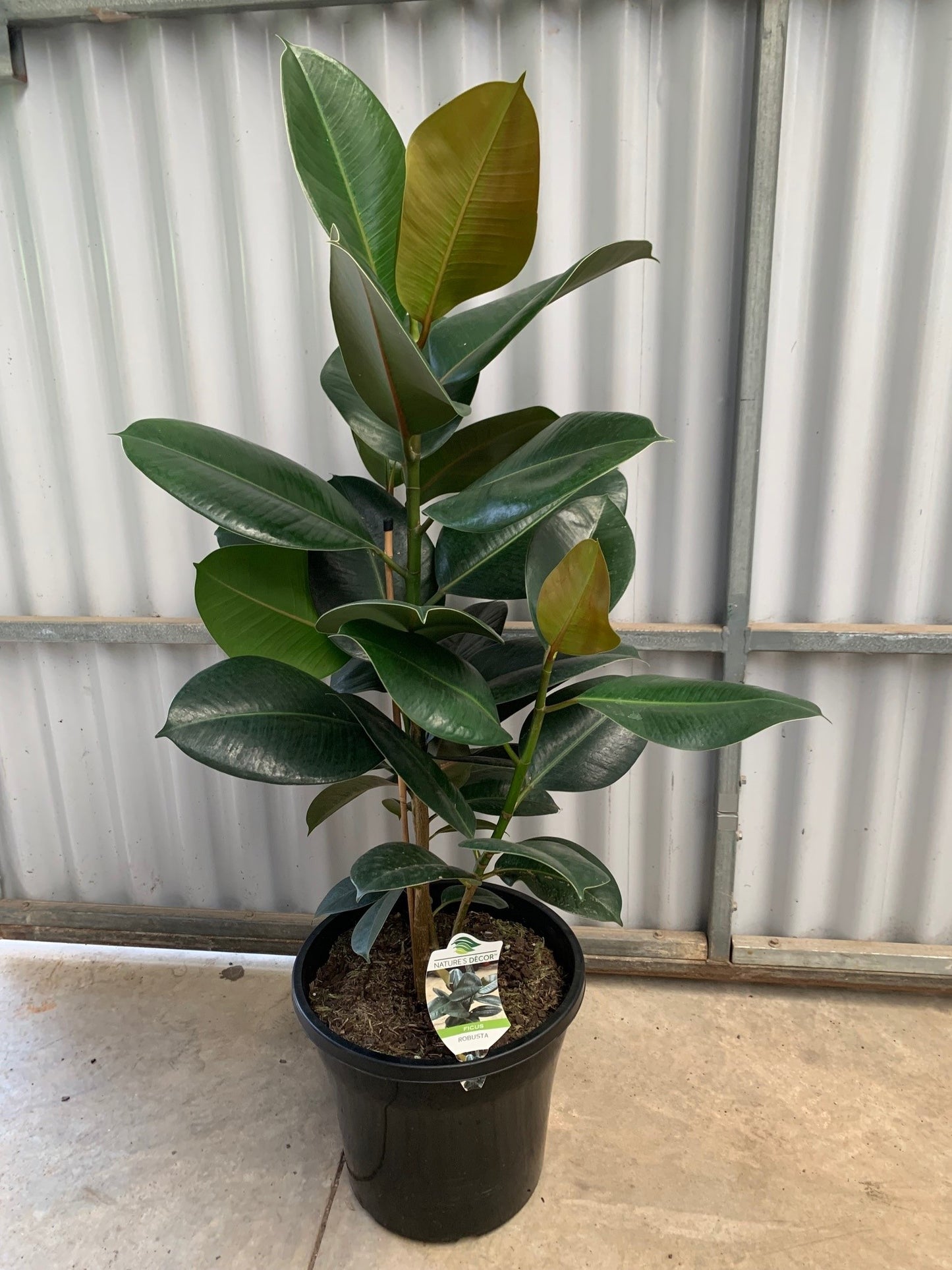 Ficus elastica 'Robusta' (Rubber Plant) 25cm
