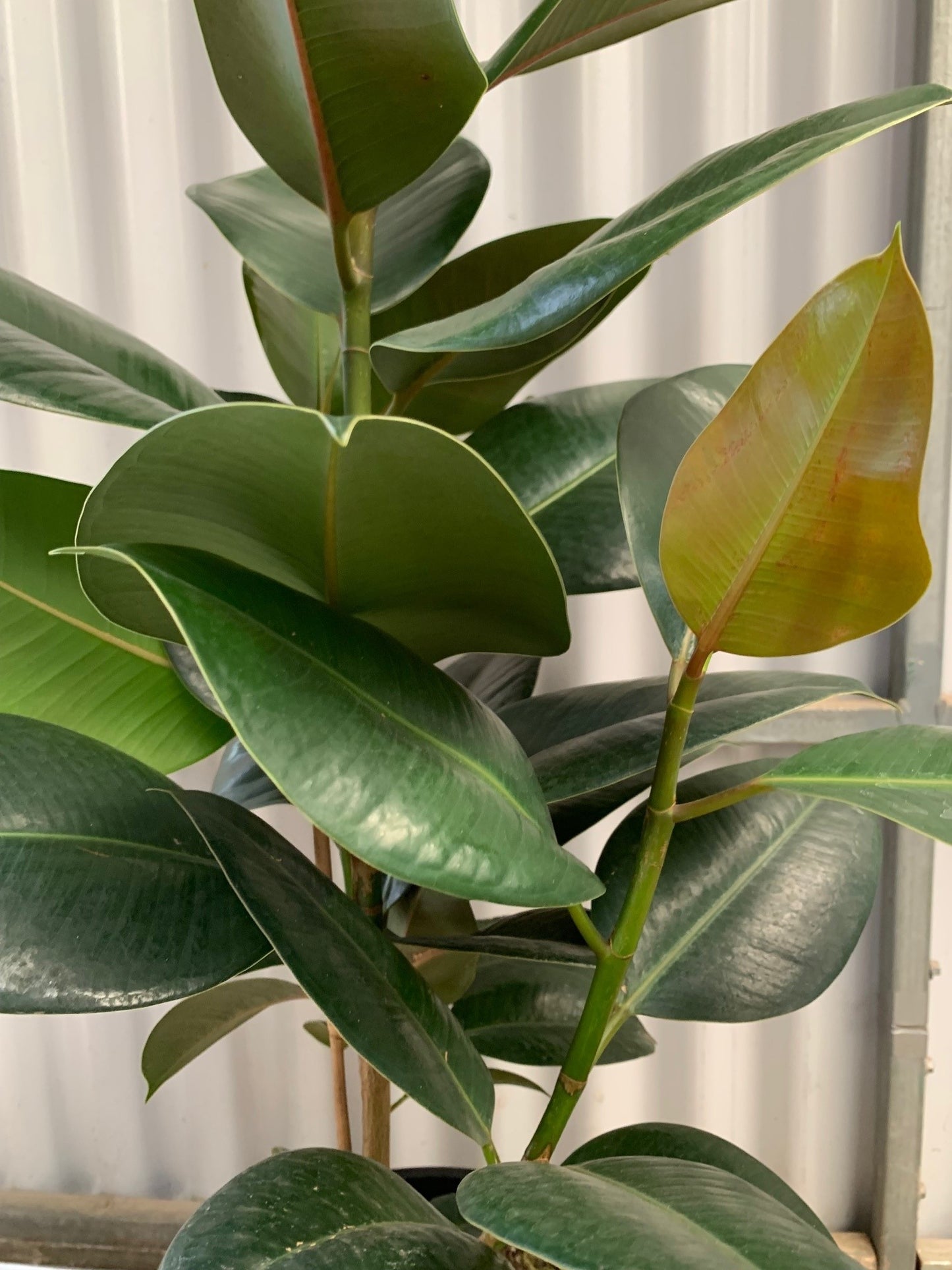 Ficus elastica 'Robusta' (Rubber Plant) 25cm