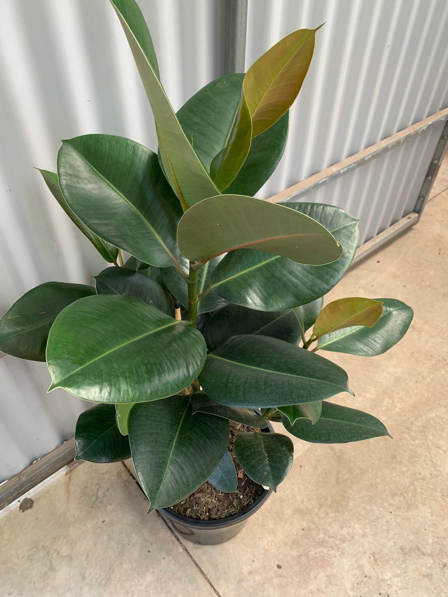 Ficus elastica 'Robusta' (Rubber Plant) 25cm