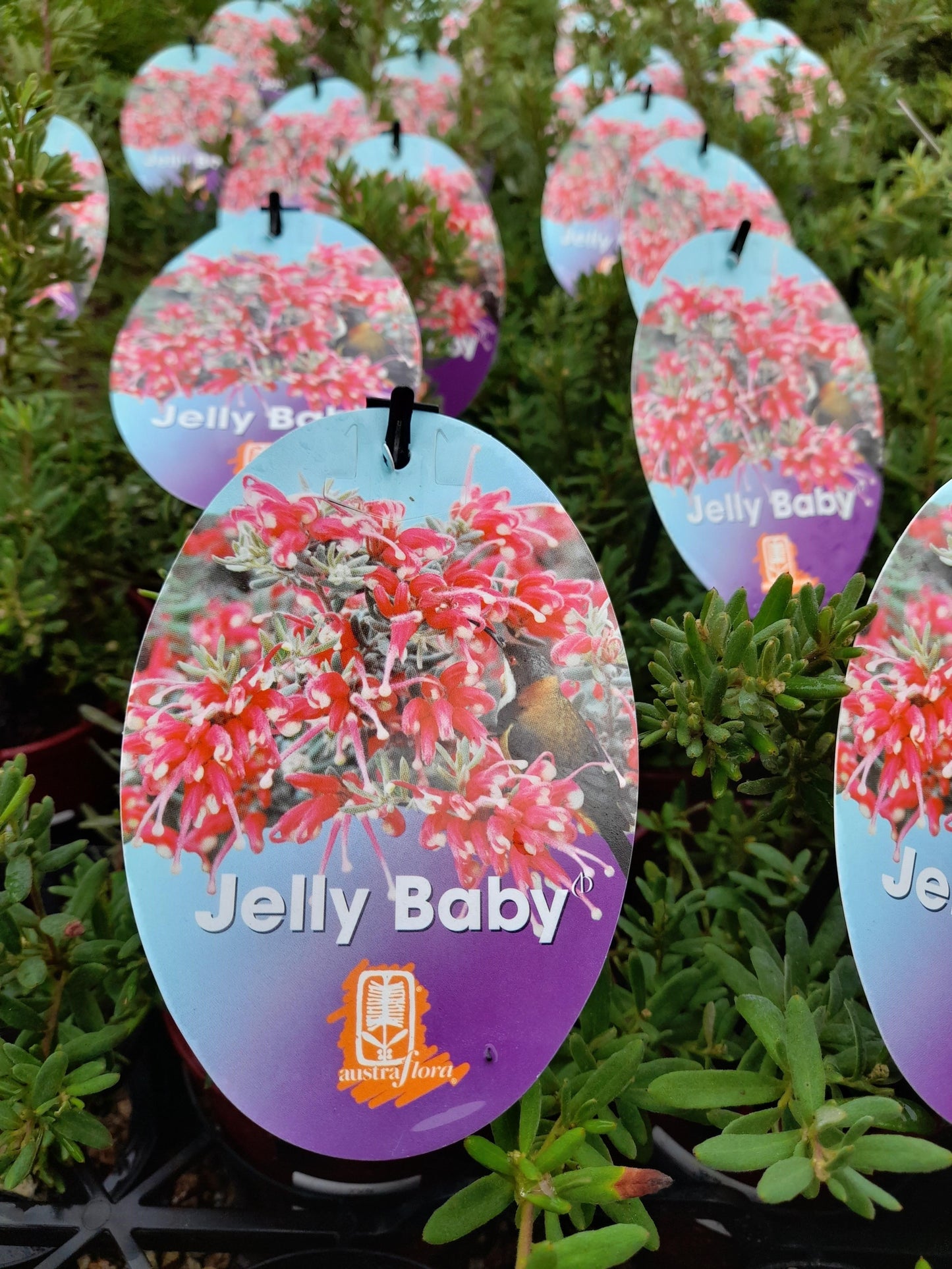 Grevillea 'Jelly Baby' 14cm