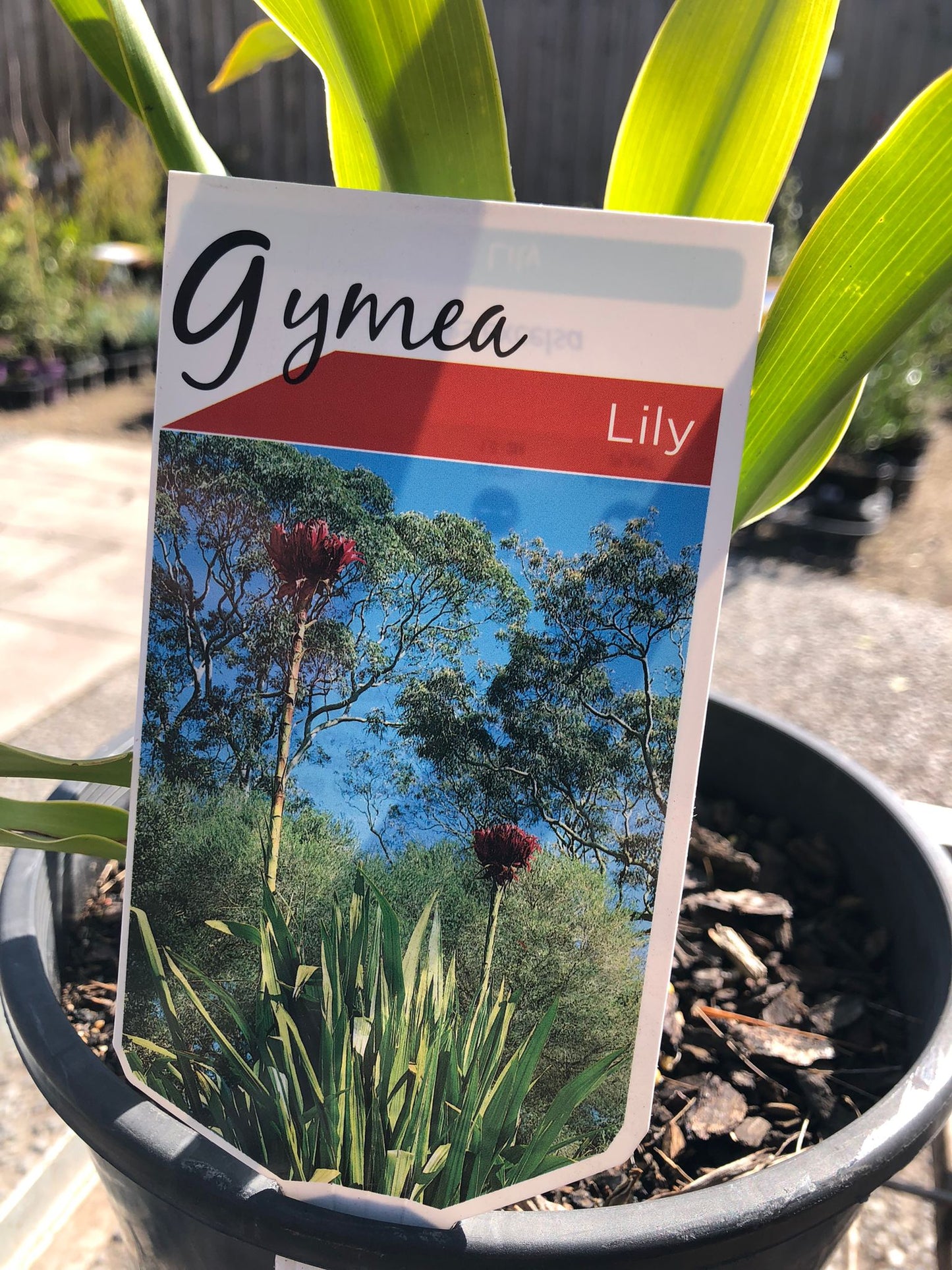 Doryanthes excelsa 'Gymea Lily' 25cm