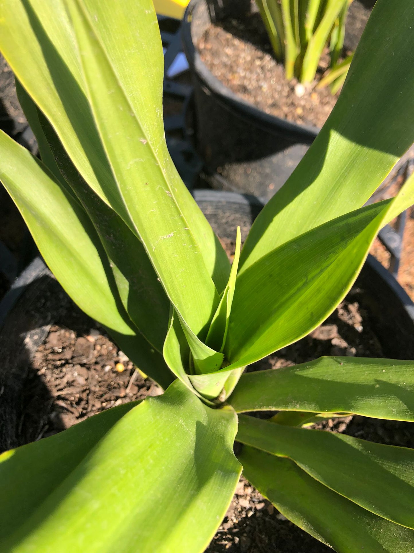 Doryanthes excelsa 'Gymea Lily' 25cm