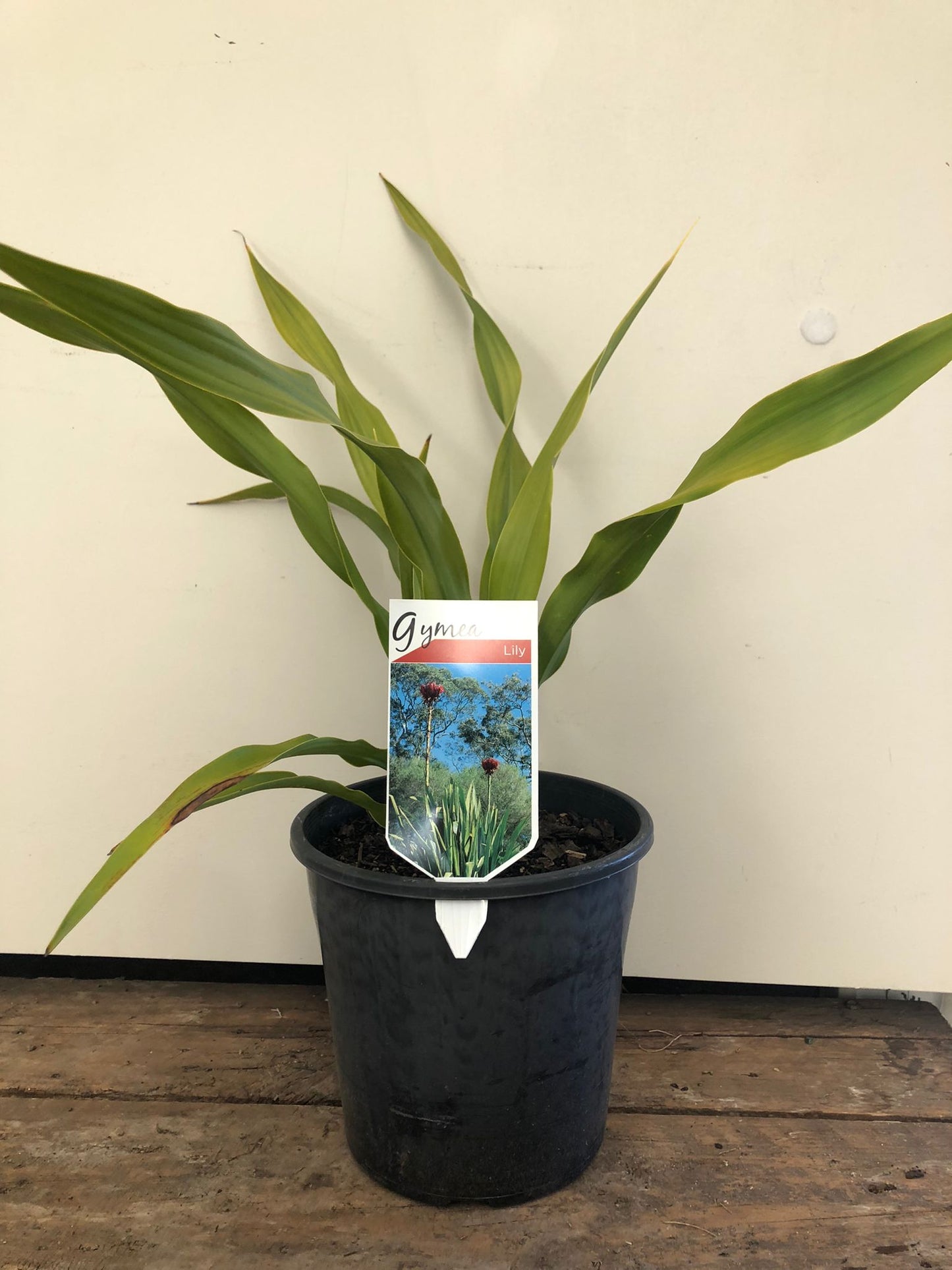 Doryanthes excelsa 'Gymea Lily' 25cm