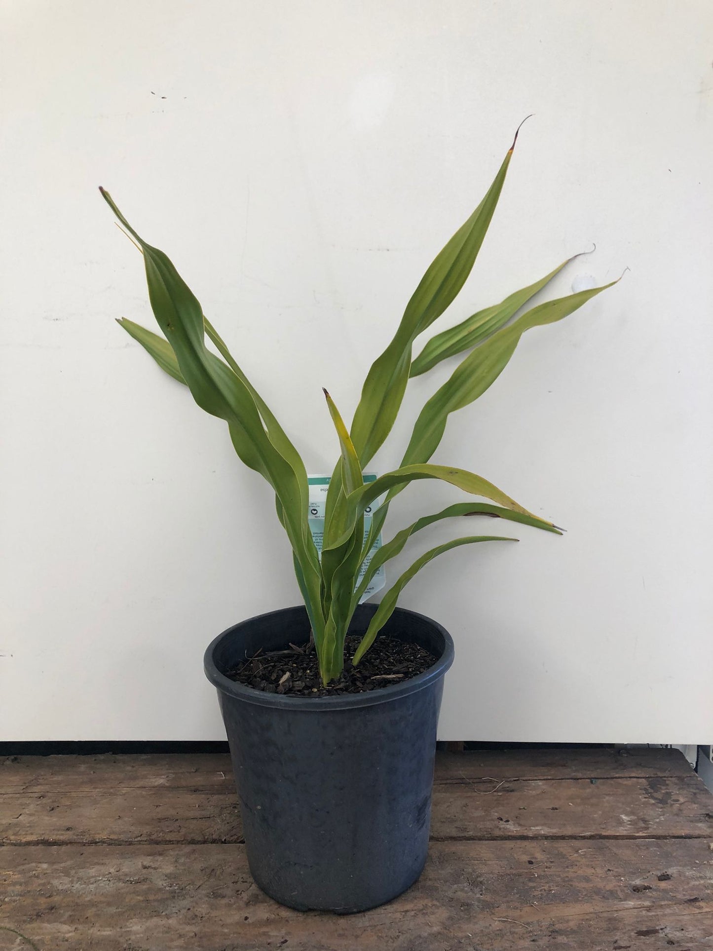Doryanthes excelsa 'Gymea Lily' 25cm