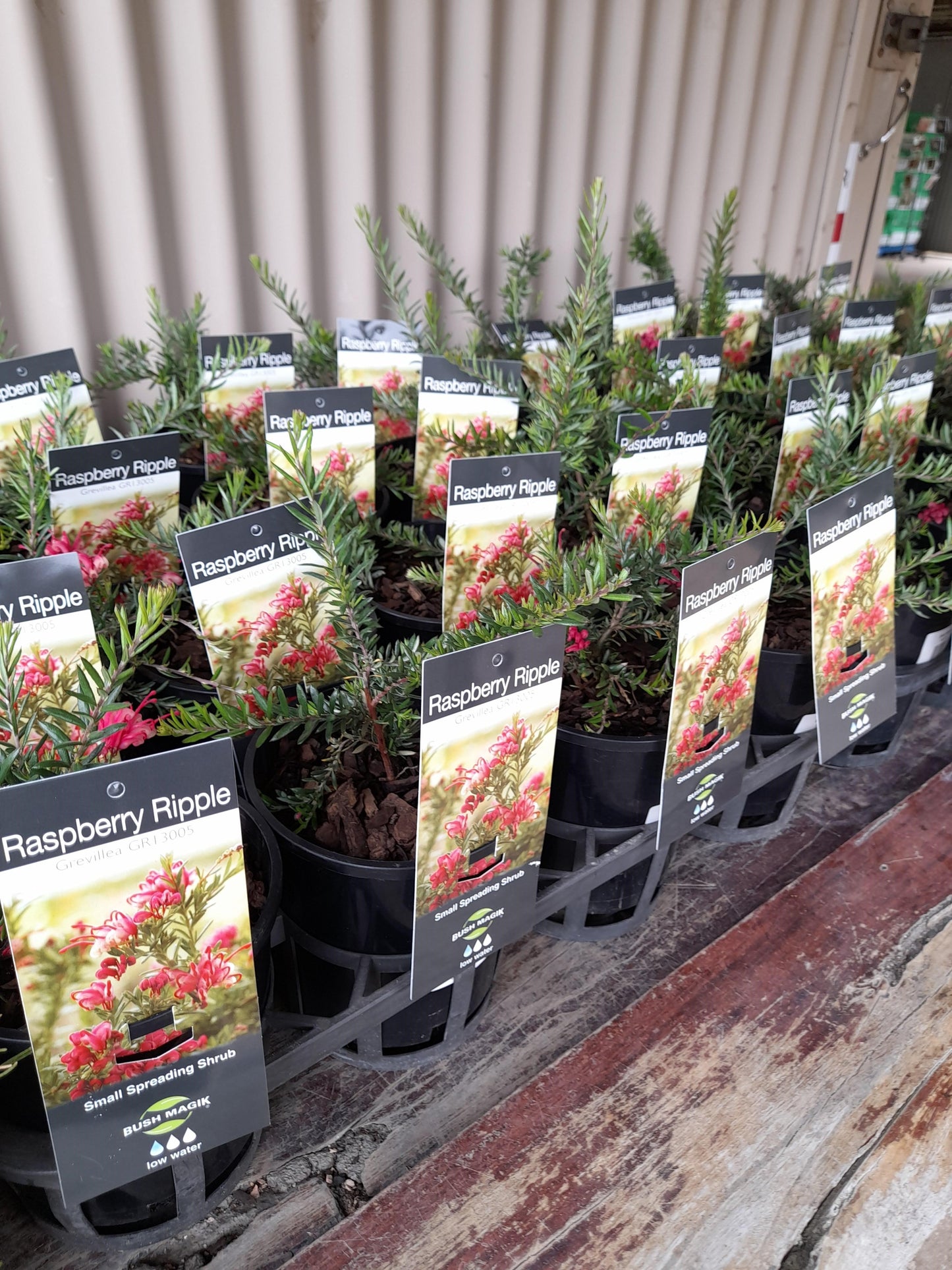 Grevillea 'Raspberry Ripple' 14cm