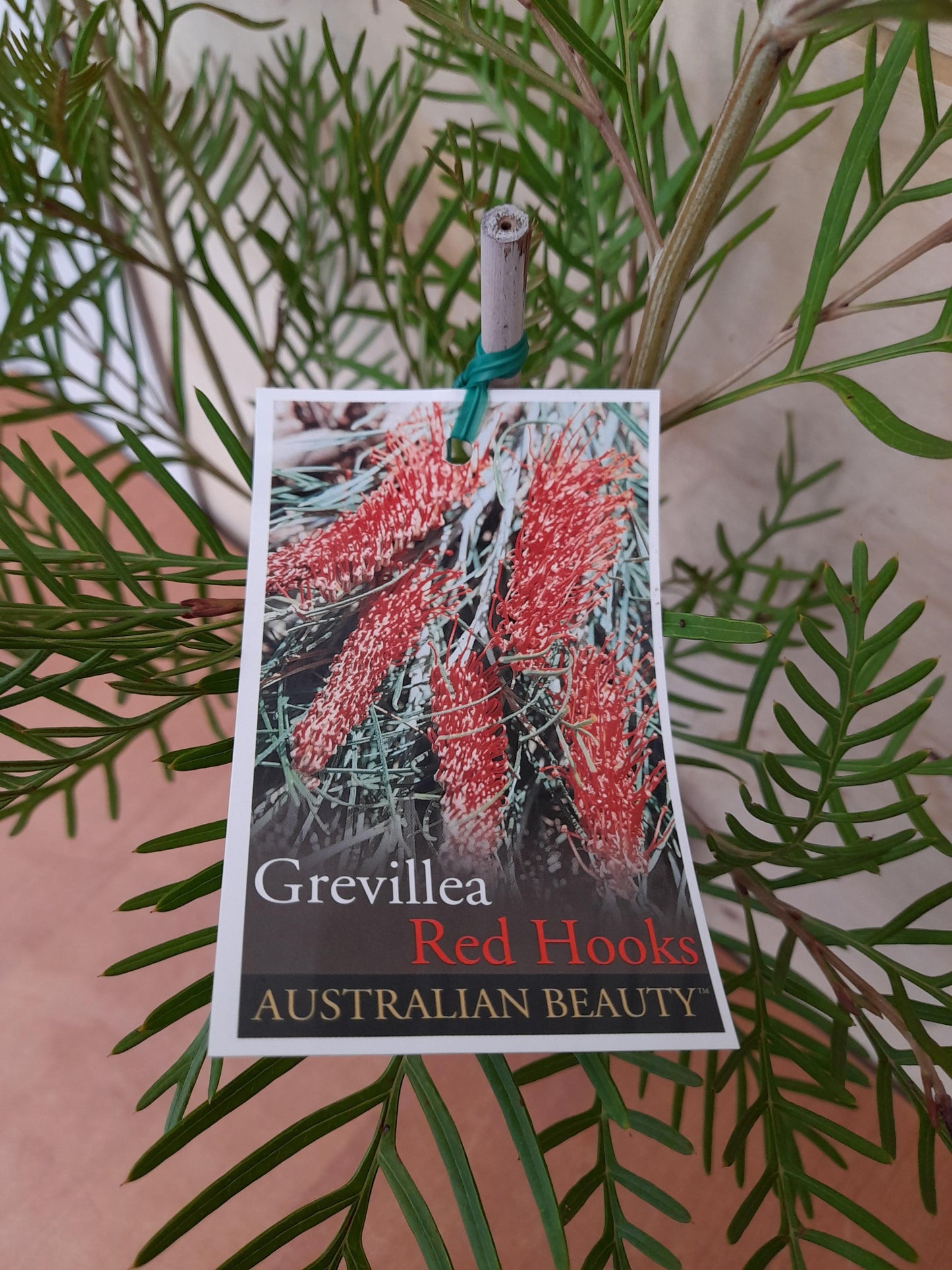 Grevillea 'Red Hooks' 14cm