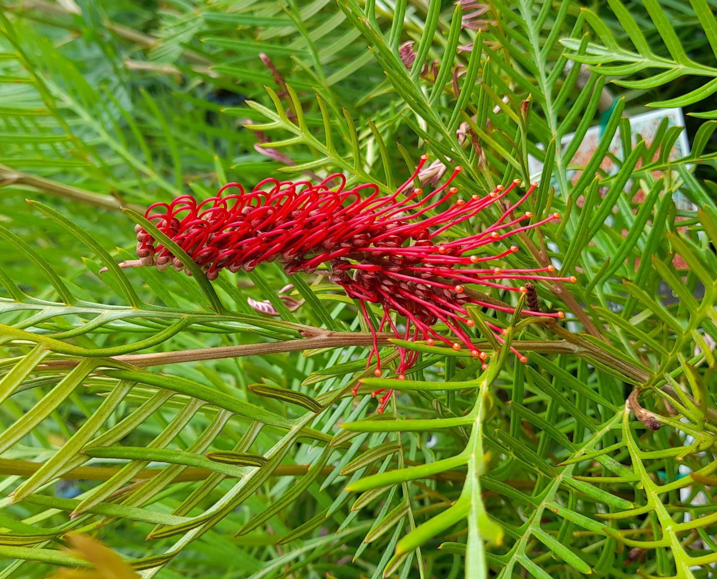 Grevillea 'Red Hooks' 14cm