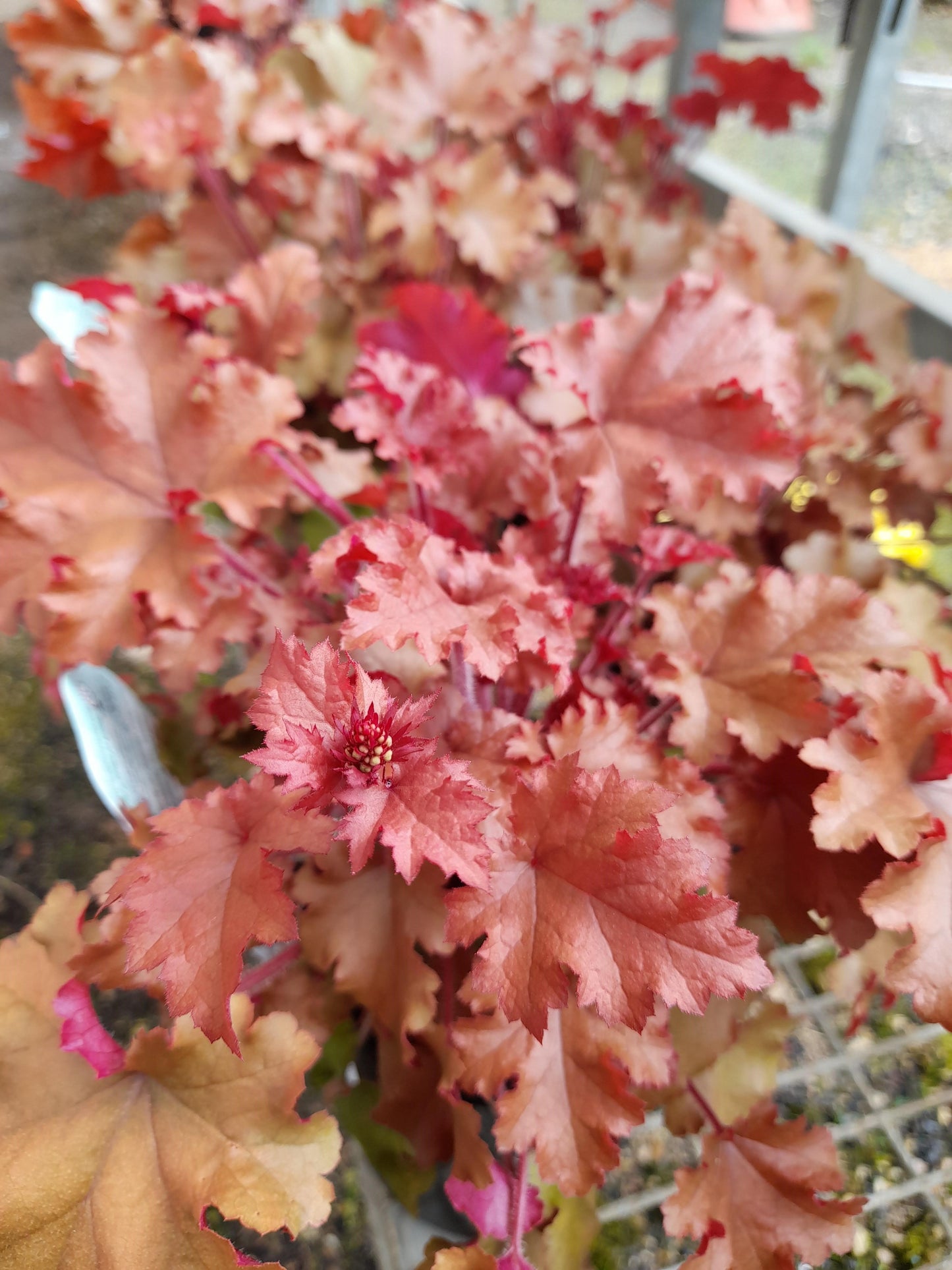 Heuchera 'Marmalade' 14cm
