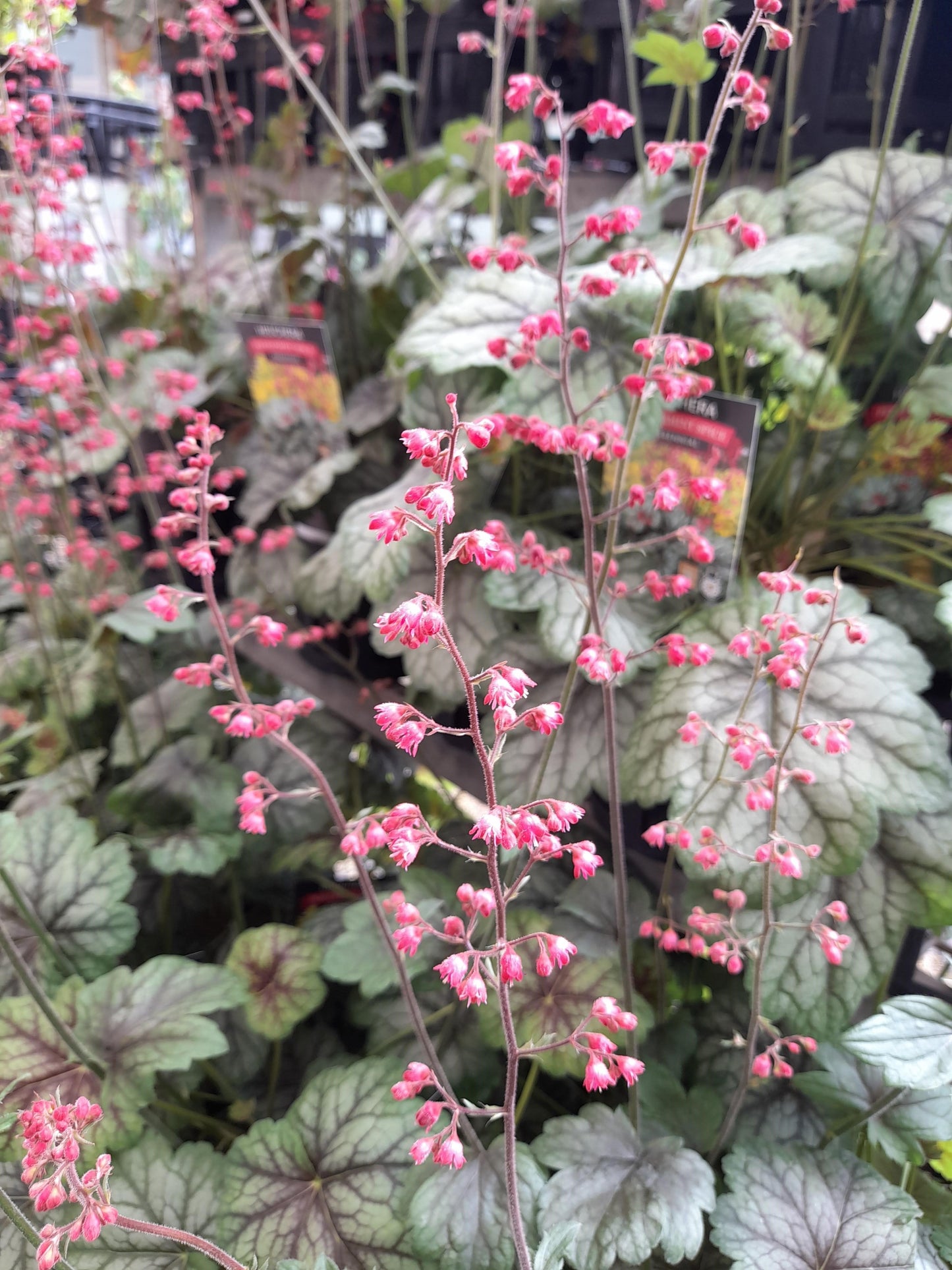 Heuchera saxifragaceae 'Peppermint Spice' 14cm