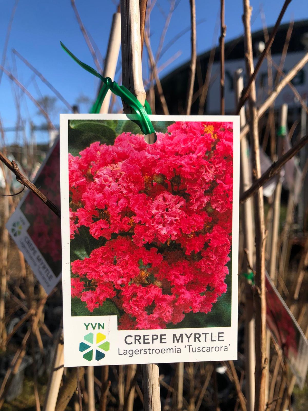 Lagerstoemia 'Tuscarora' (Crepe Myrtle) 25cm