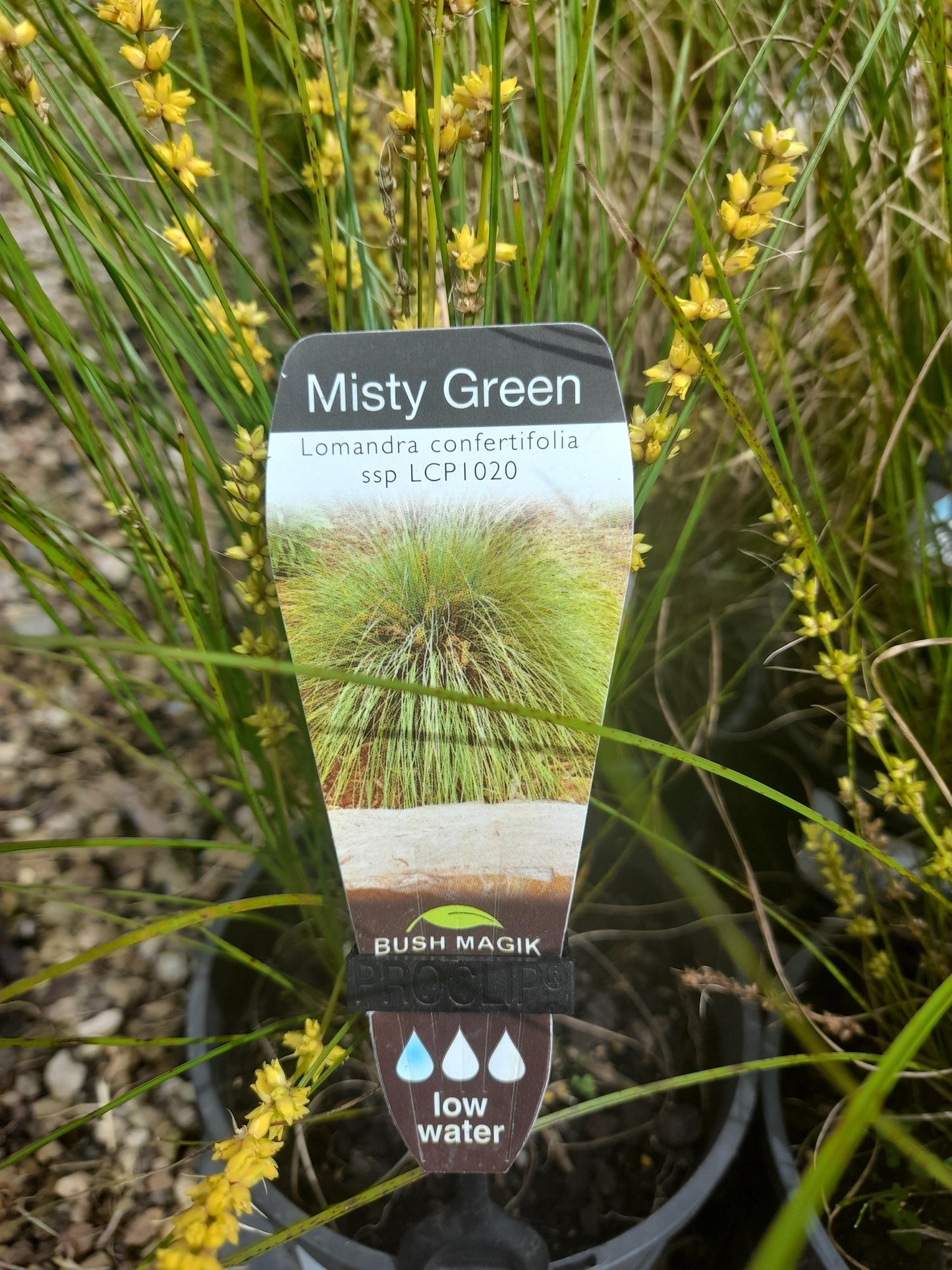 Lomandra 'Misty Green' 14cm