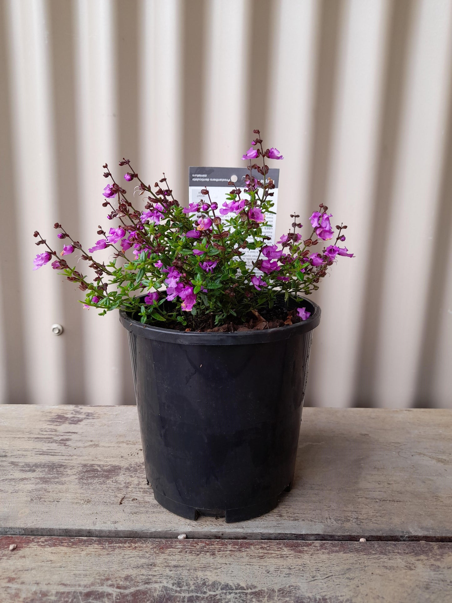 Prostanthera denticulata 'Purple Haze' 14cm