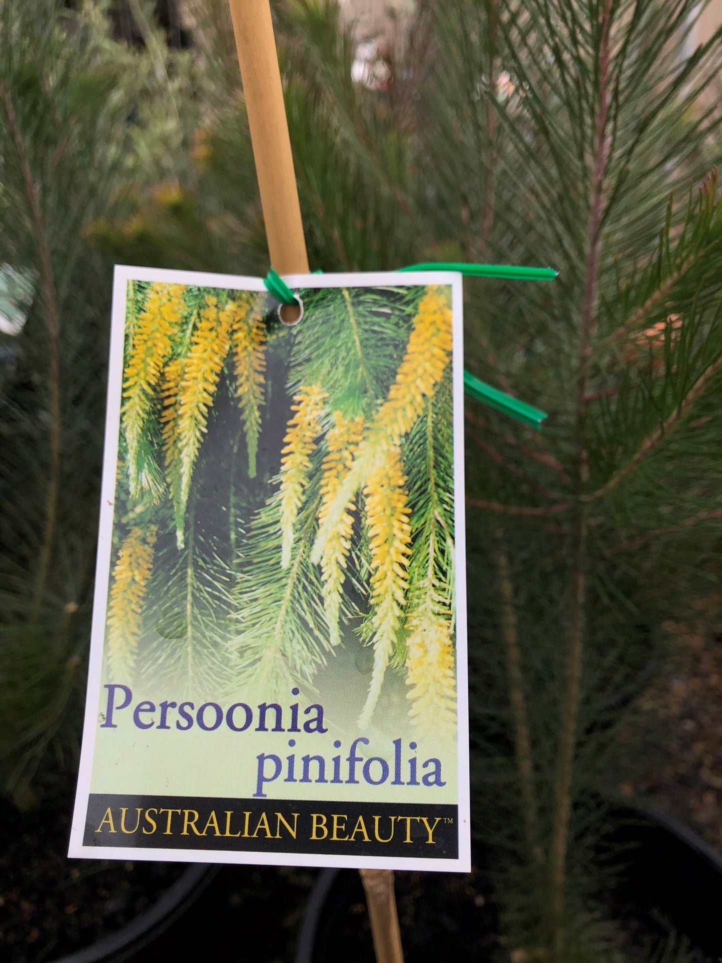 Persoonia Pinifolia 'Pine Leaved Geebung' 25cm
