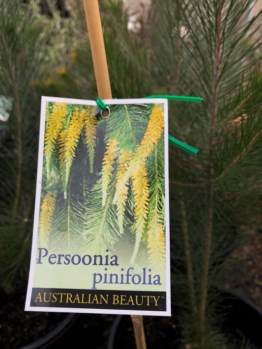Persoonia Pinifolia 'Pine Leaved Geebung' 25cm