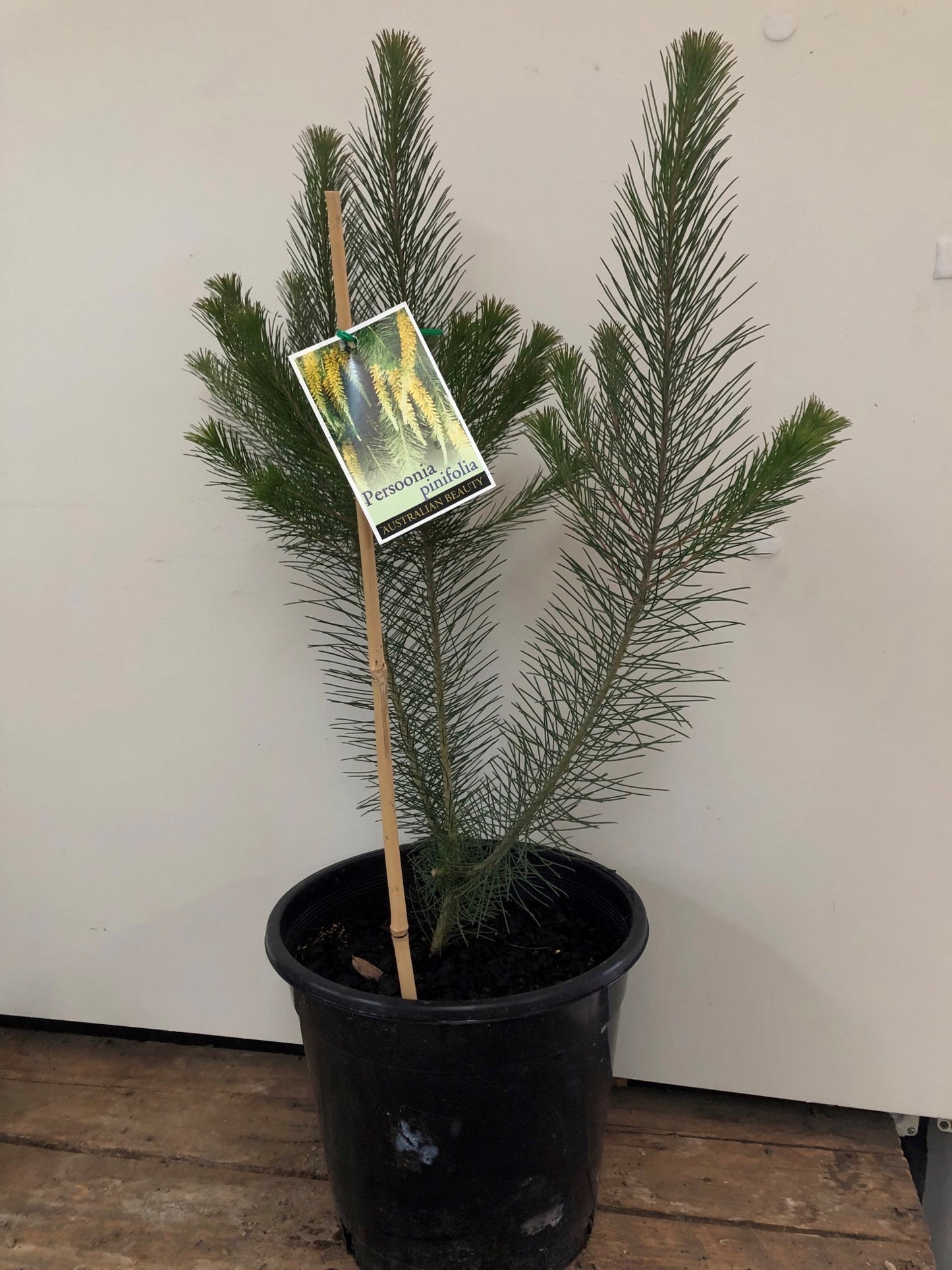 Persoonia Pinifolia 'Pine Leaved Geebung' 25cm