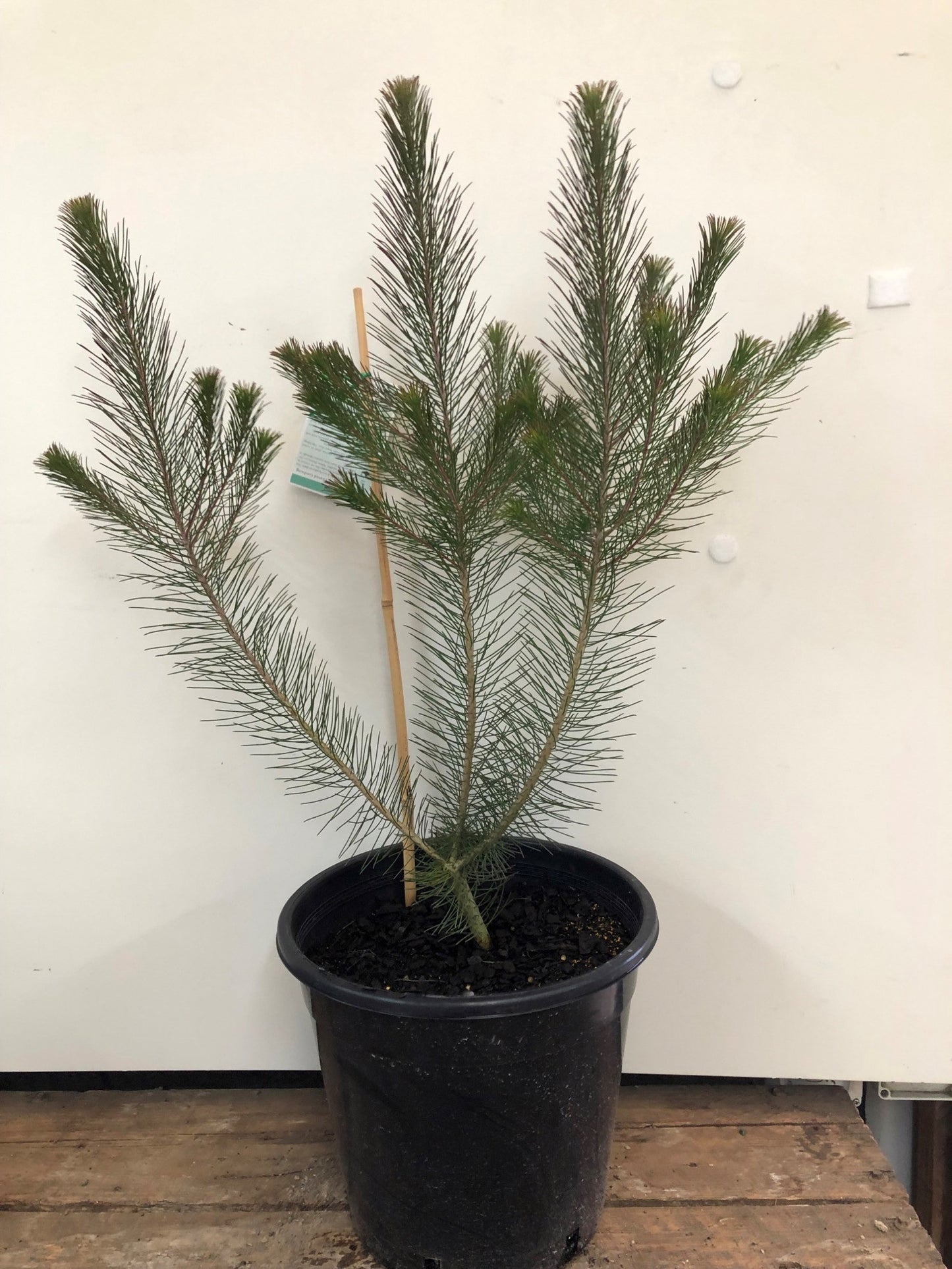 Persoonia Pinifolia 'Pine Leaved Geebung' 25cm