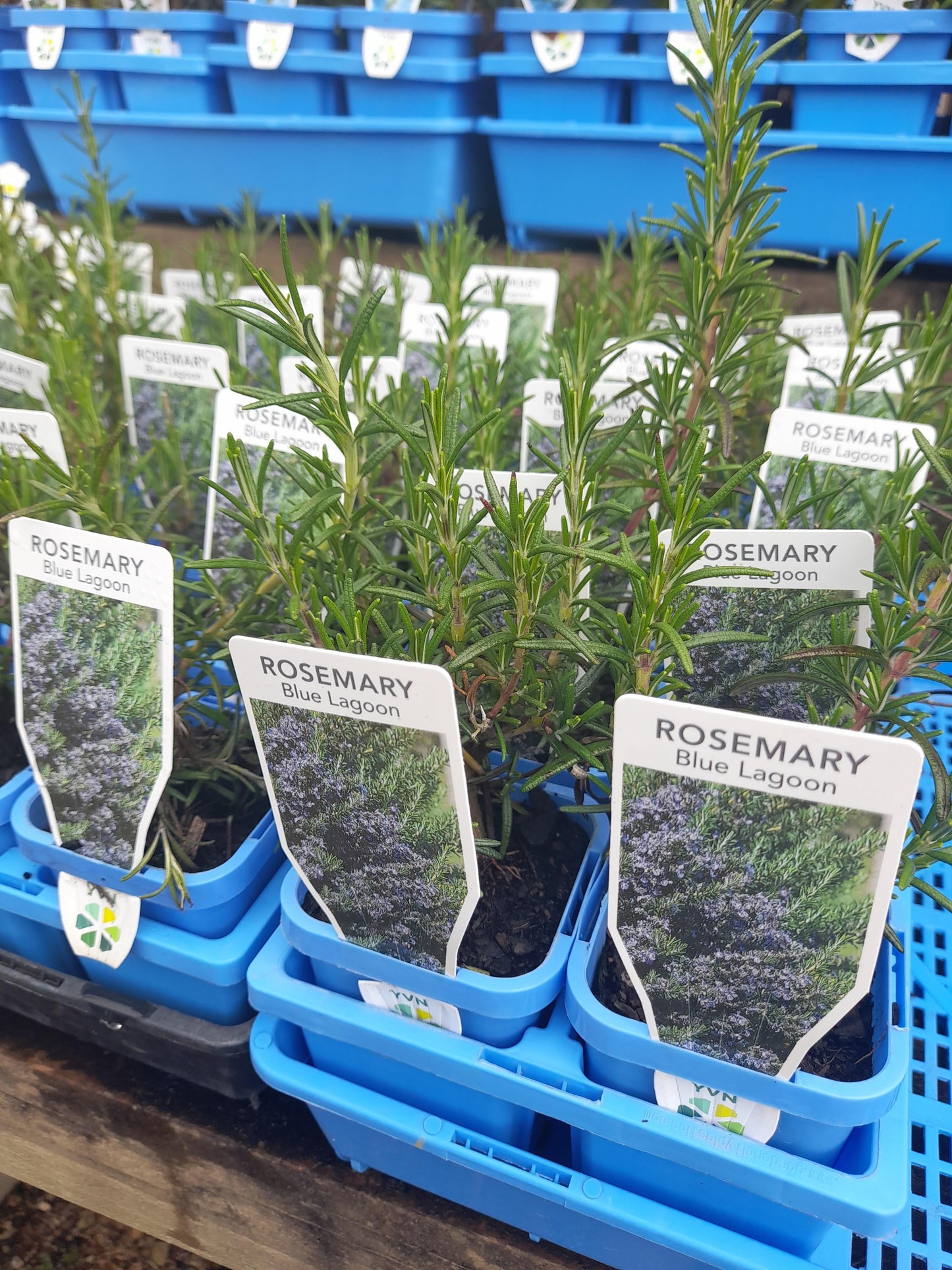 Rosemary 'Blue Lagoon' 7cm
