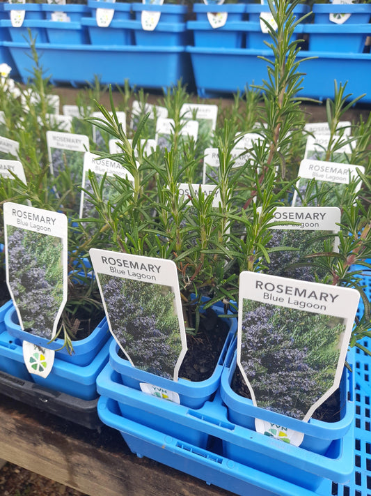 Rosemary 'Blue Lagoon' 7cm