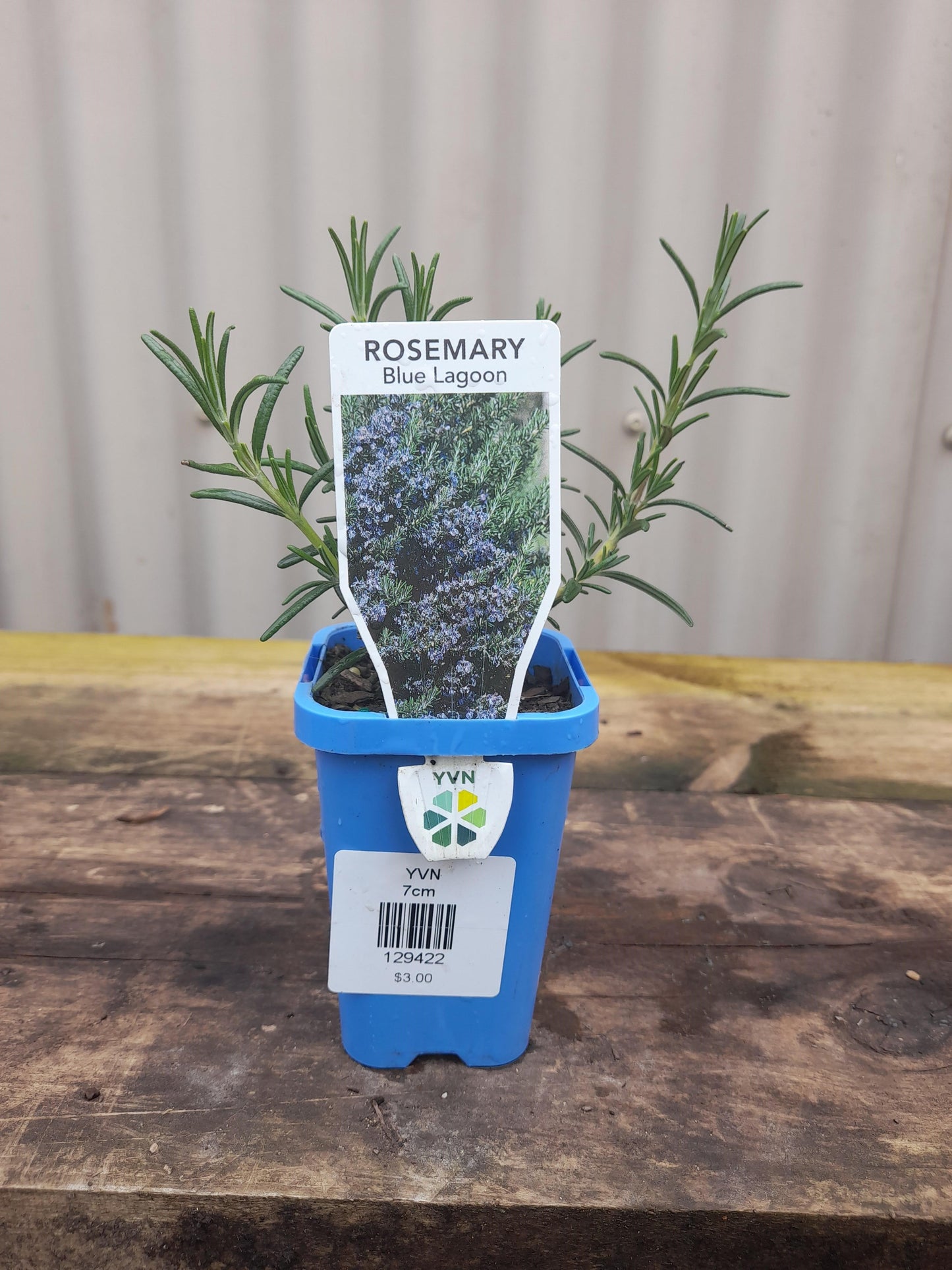 Rosemary 'Blue Lagoon' 7cm