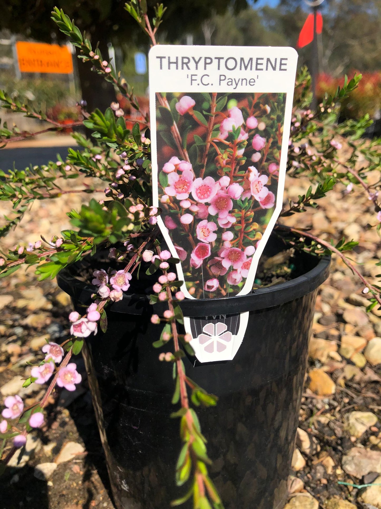 Thryptomene saxicola 'F.C. Payne' 14cm