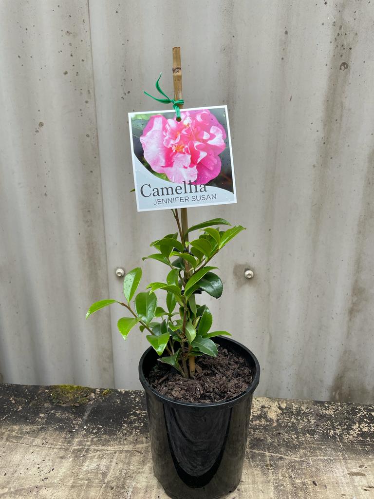 Camellia sasanqua 'Jennifer Susan' 18cm