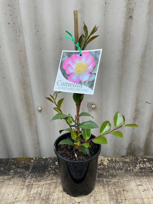 Camellia sasanqua 'Something Special' 14cm