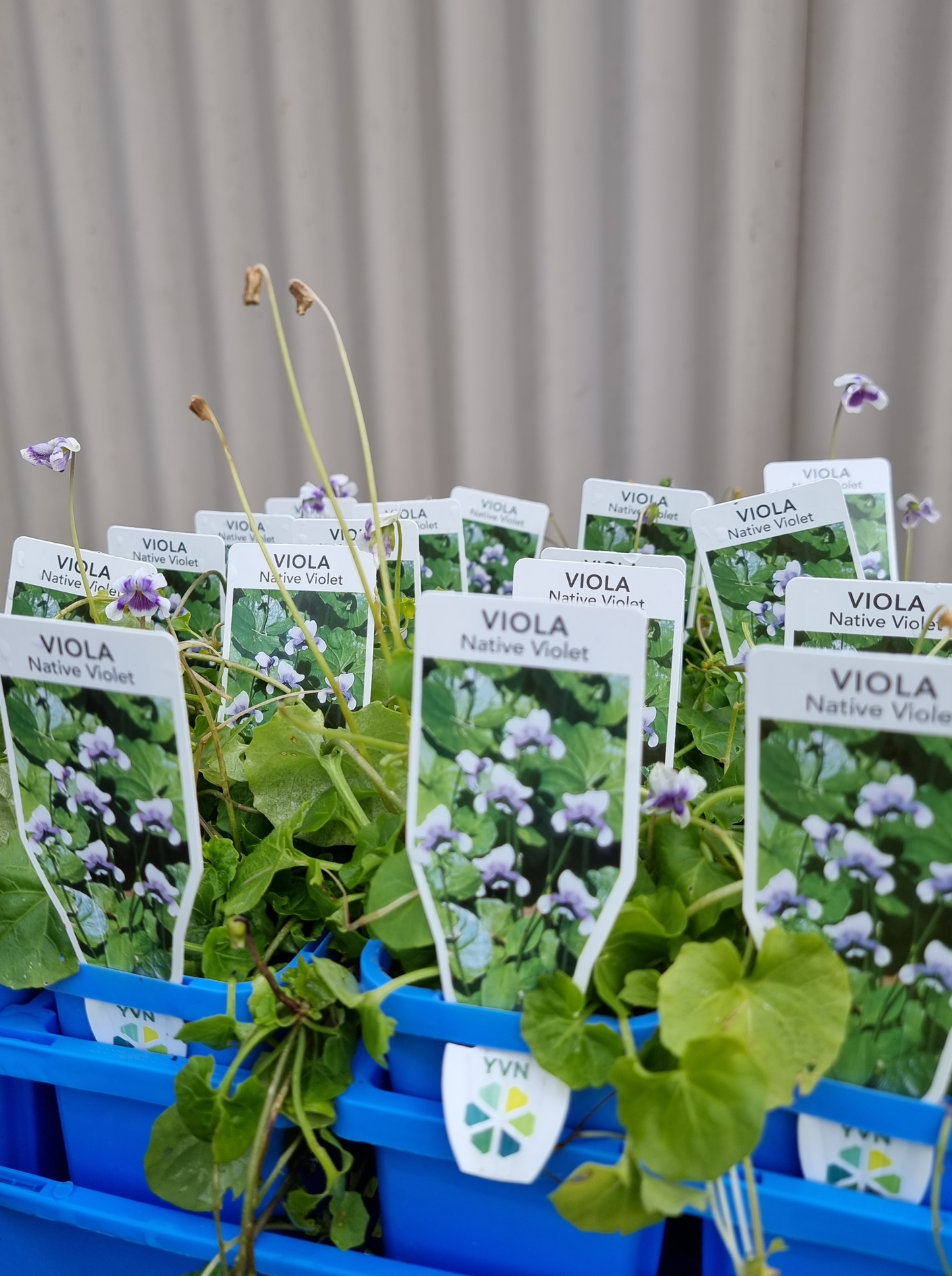 Viola hederacea 7cm