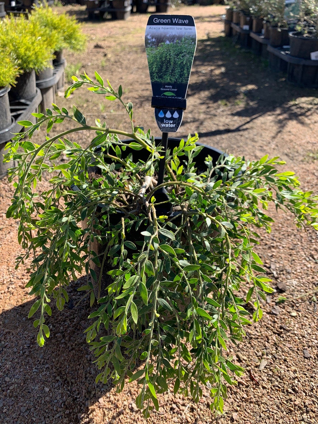Acacia 'Green Wave' 20cm