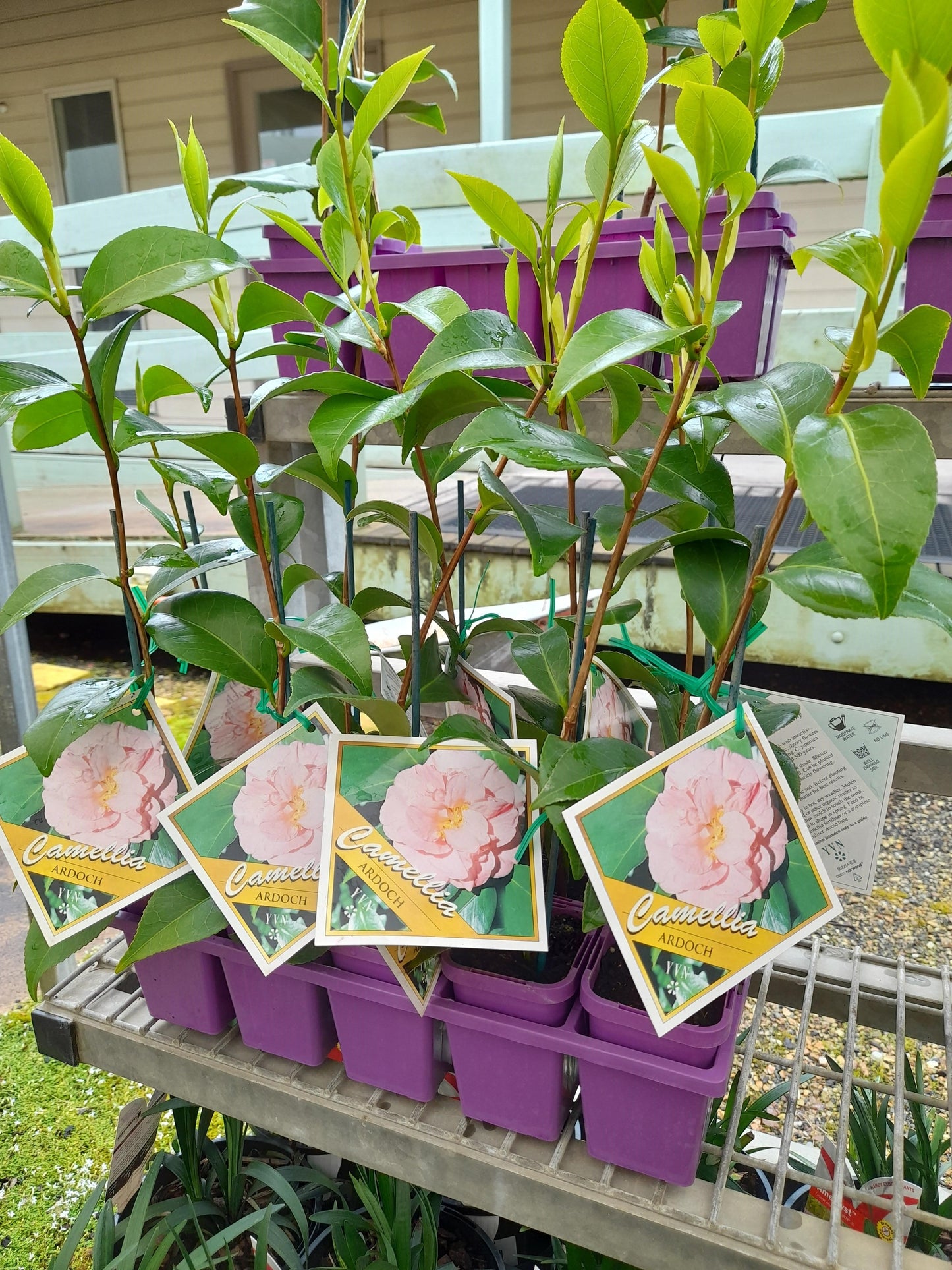 Camellia japonica 'Ardoch' 7cm