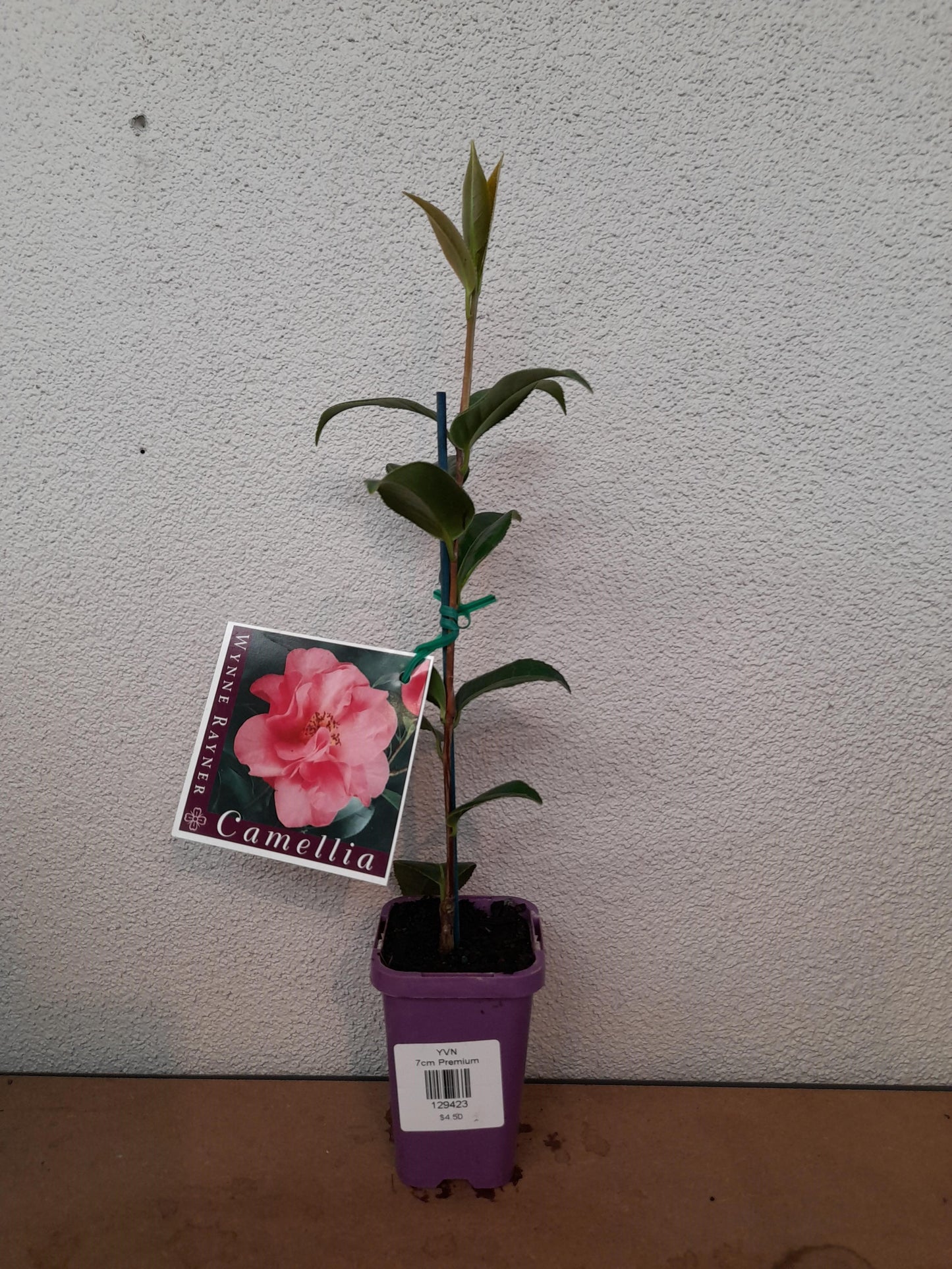 Camellia x williamsii 'Wynne Rayner' 7cm