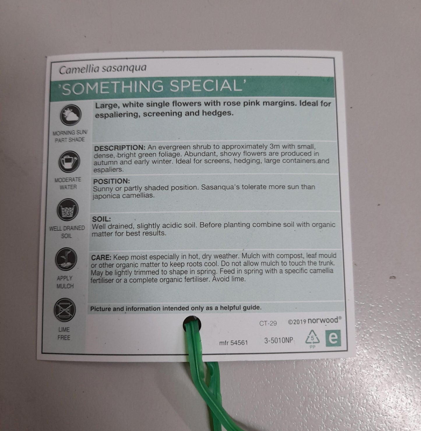 Camellia sasanqua 'Something Special' 7cm