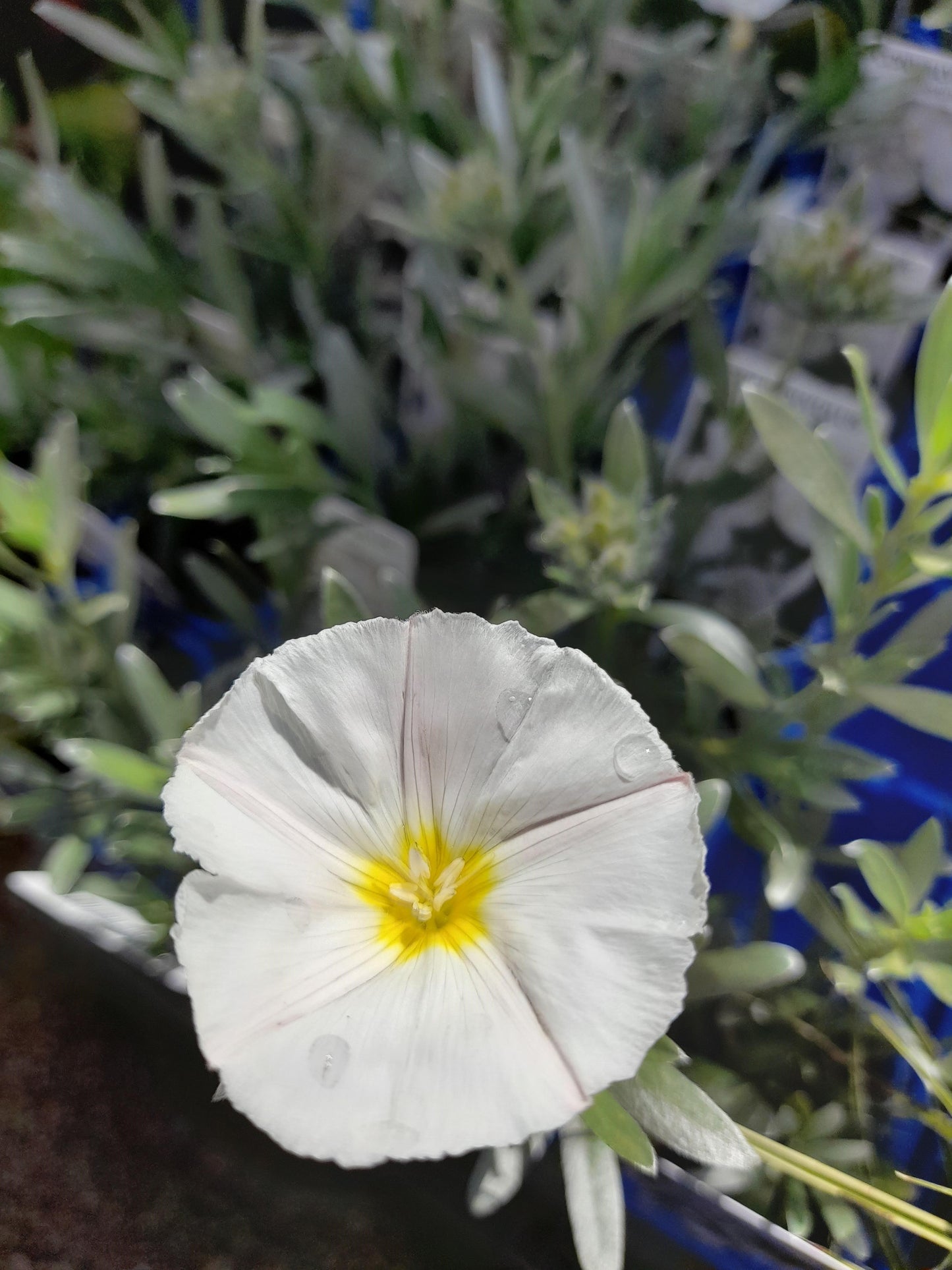 Convolvulous cneorum 'Silver Bush' - Yarra View Garden Centre Mount Evelyn
