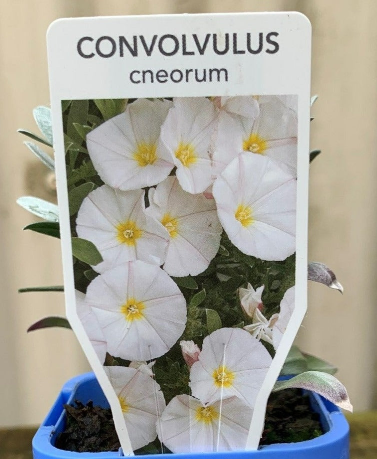 Convolvulous cneorum 'Silver Bush' - Yarra View Garden Centre Mount Evelyn