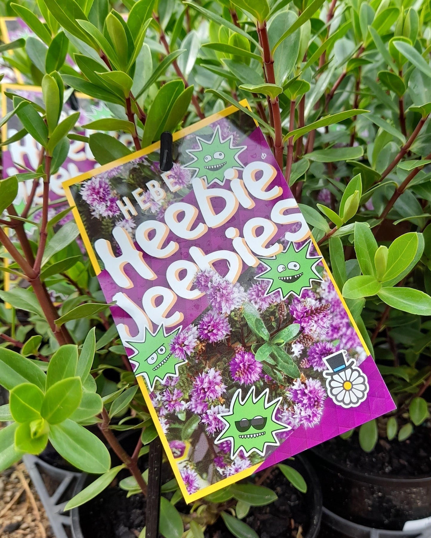 Hebe 'Heebie Jeebies' 14cm