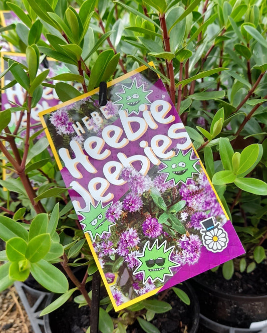 Hebe 'Heebie Jeebies' 14cm