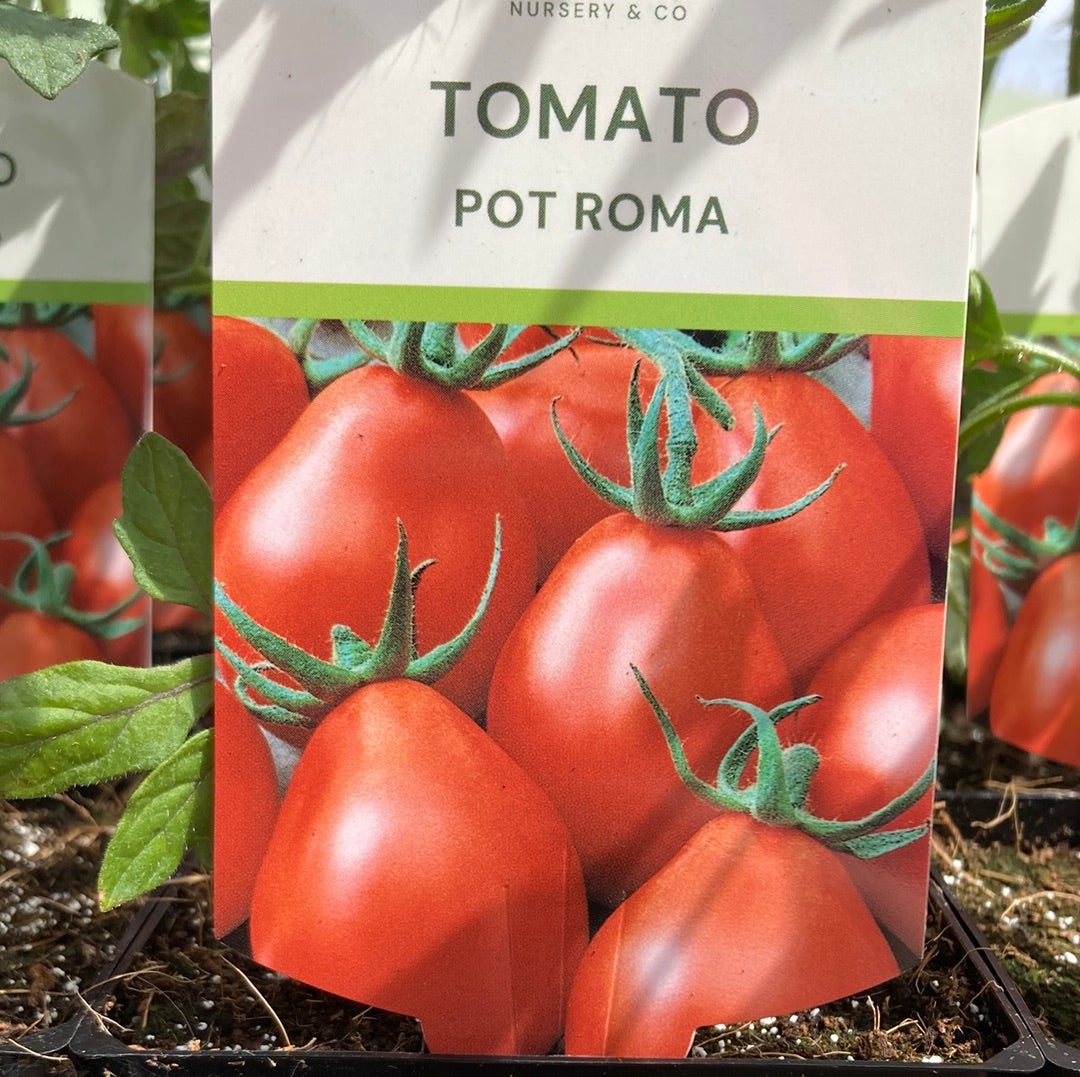 Tomato Pot Roma 100mm