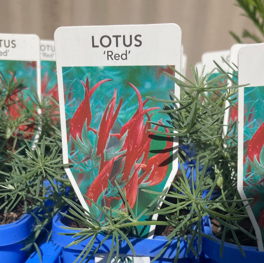 Lotus Red Flash 7cm