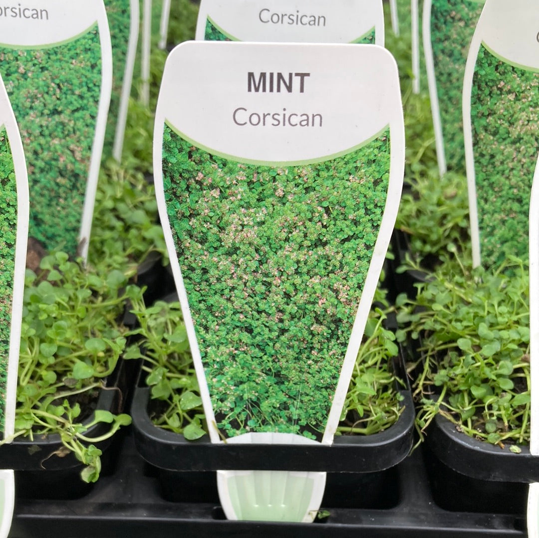 Mentha Requienii Corsican Mint 7cm Knoxbrooke Nursery mentha-requienii-corsican-mint-7cm-knoxbrooke-nursery