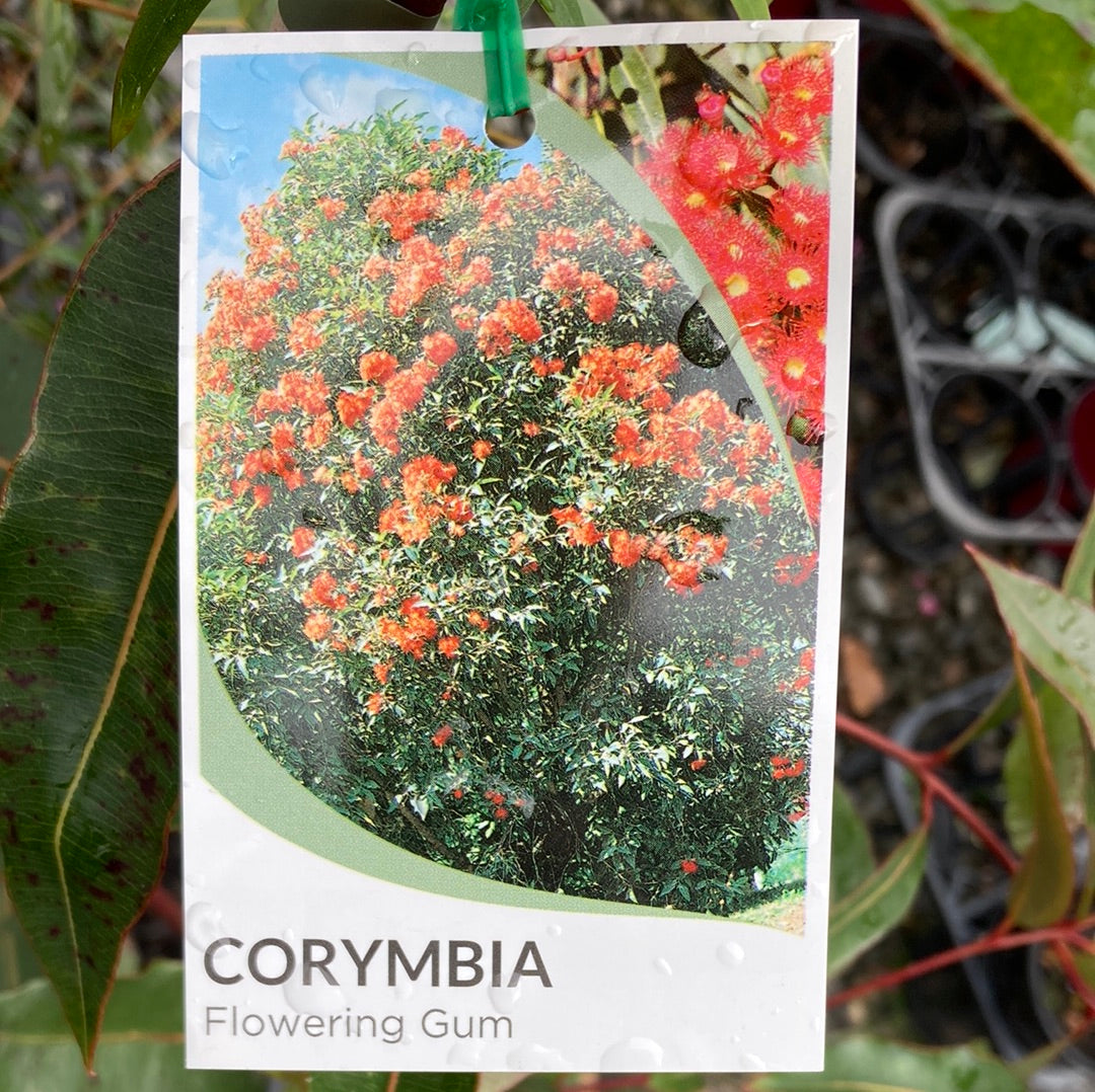 Corymbia ficifolia 25cm