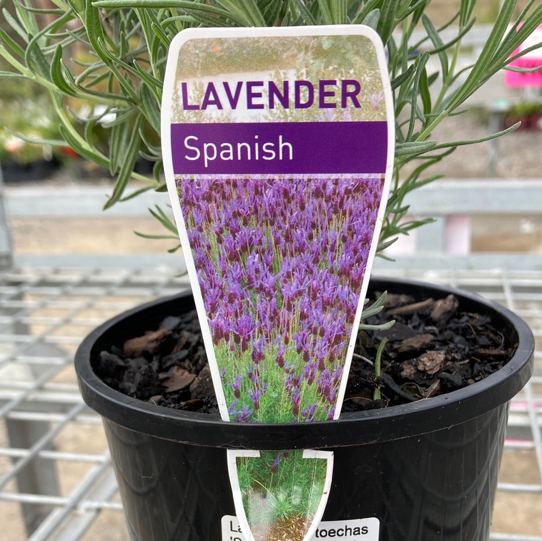 Lavender 'Spanish/Italian' Lavandula stoechas 20cm