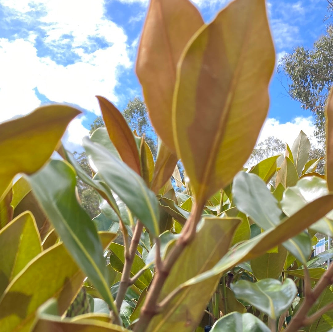 Magnolia ‘Little Gem’ 18cm