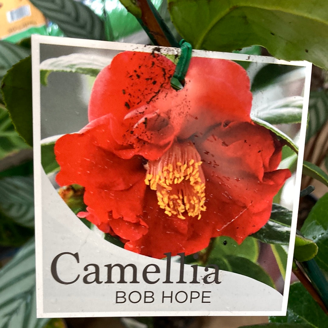 Camellia Japonica Bob Hope 14cm