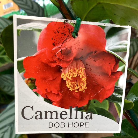 Camellia Japonica Bob Hope 14cm