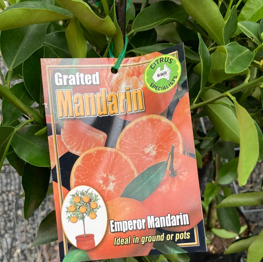 Mandarin 'Emperor' Grafted 5L