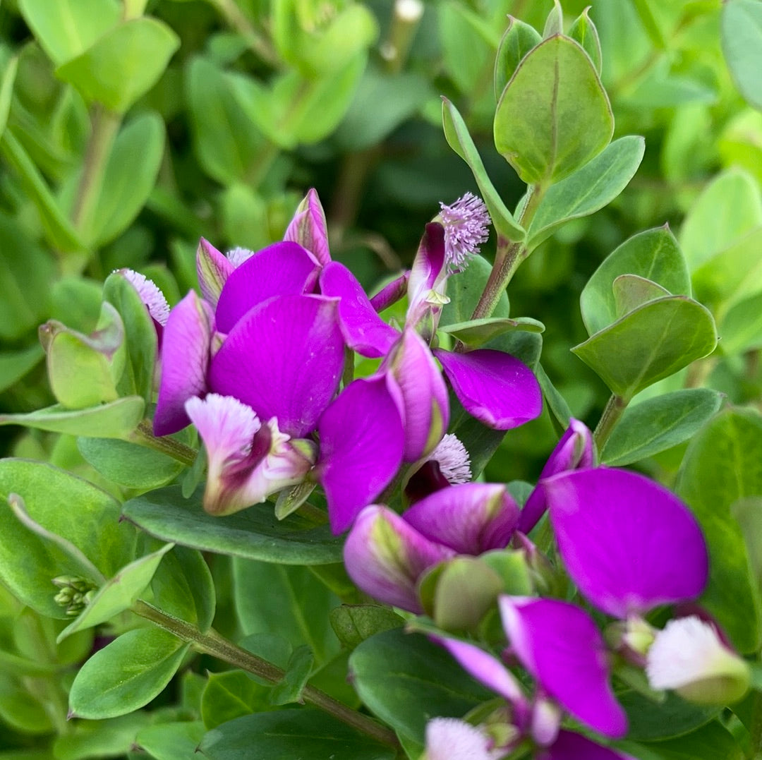 Polygala ‘Little Polly’ 14cm