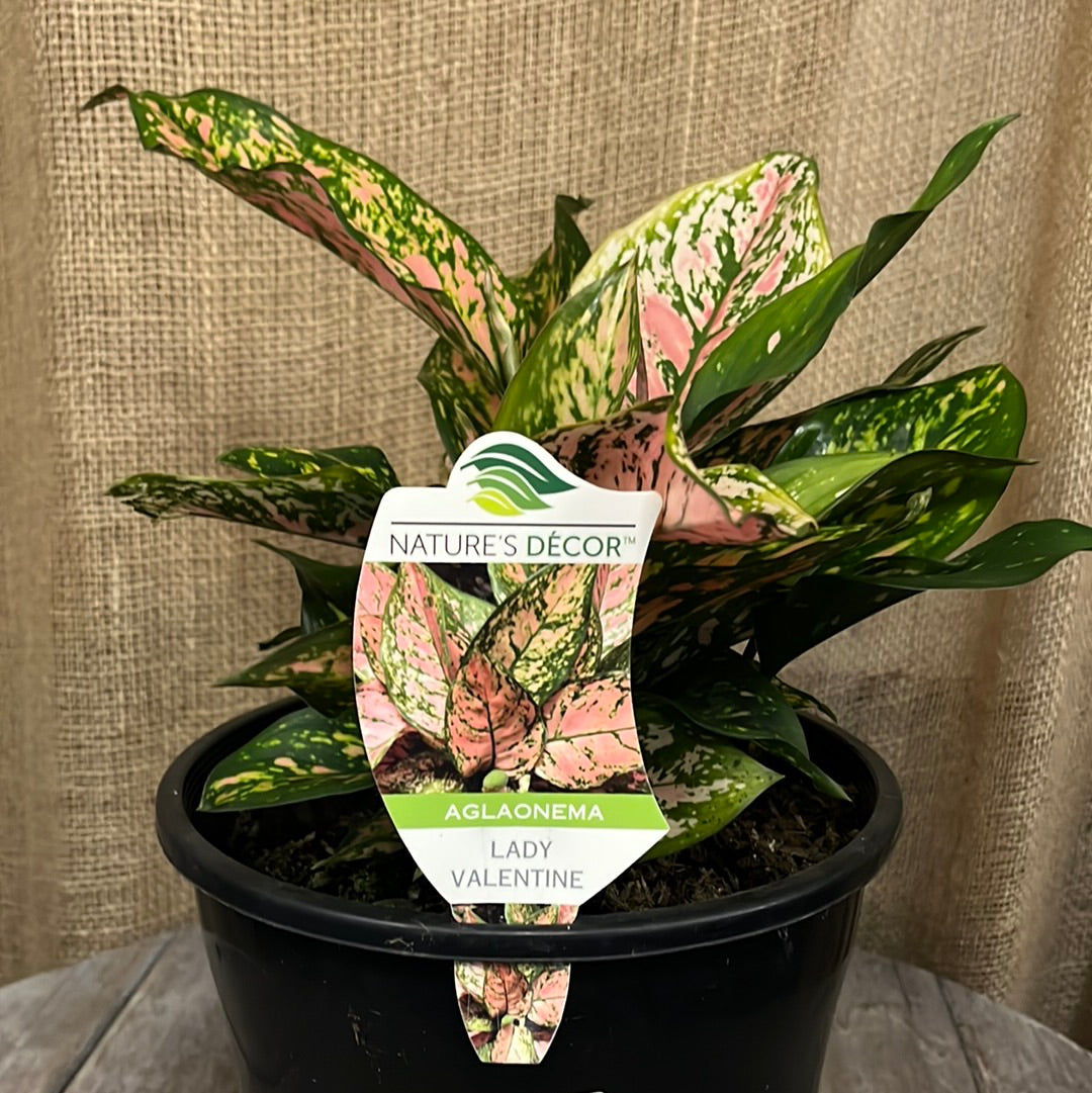 Aglaonema 'Lady Valentine' 18cm