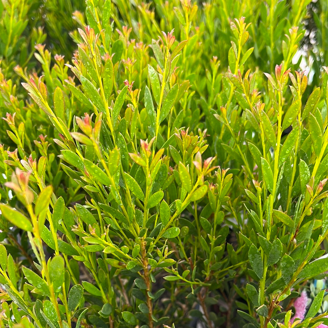 Melaleuca nesophila 'Little Nessie' 20cm