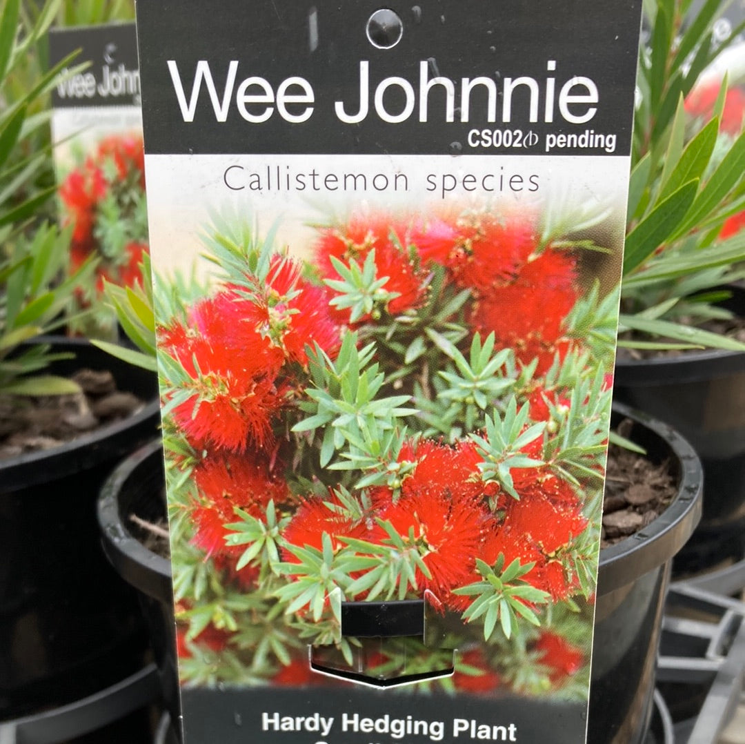 Callistemon viminalis hybrid 'Wee Johnnie' 14cm