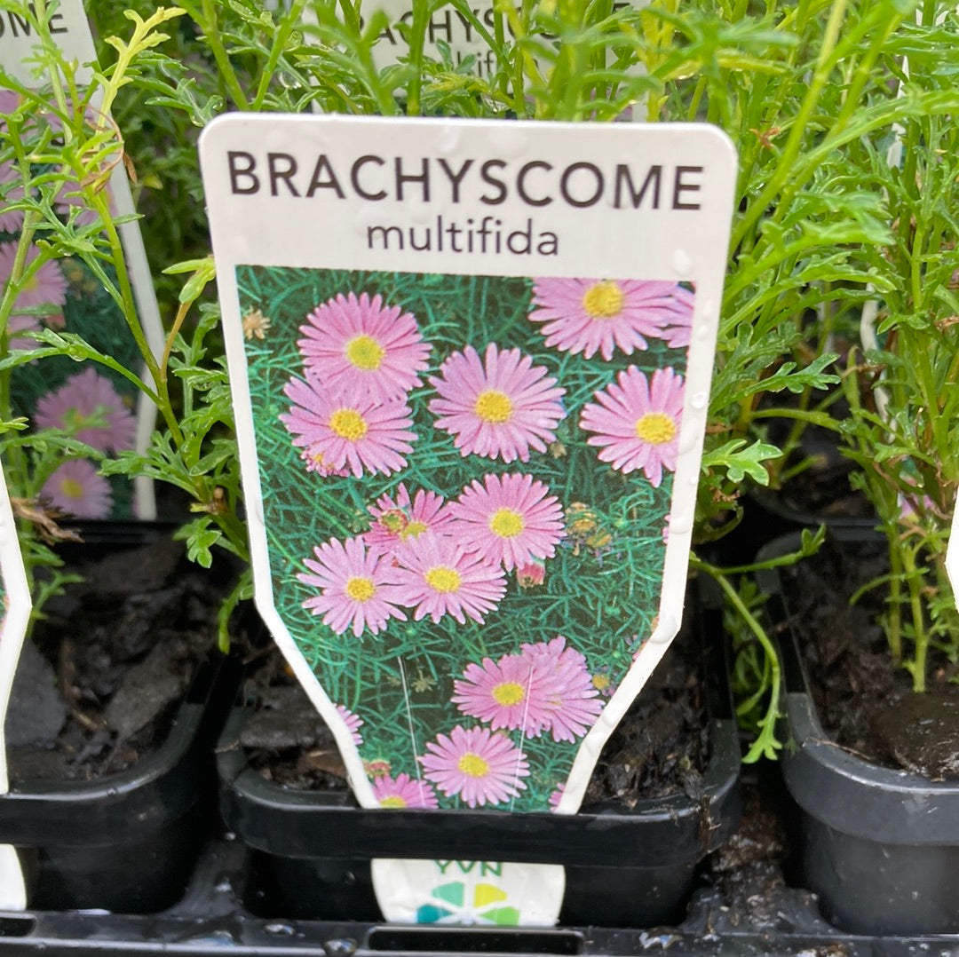 Brachyscome multifida 7cm